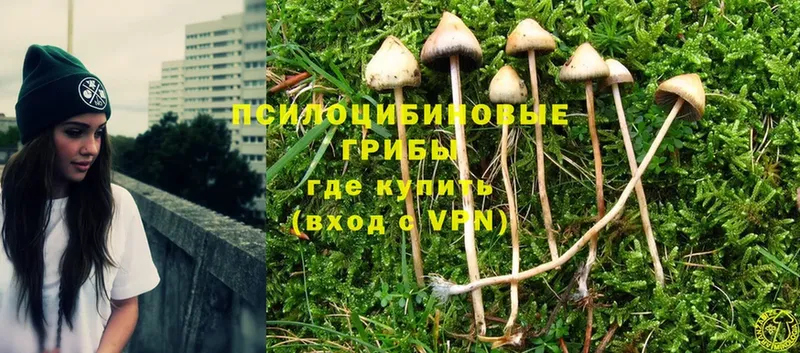 дарнет шоп  Ермолино  Псилоцибиновые грибы Magic Shrooms 